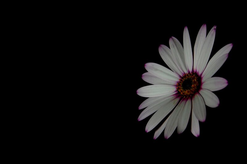 White Daisy Flower — Black, Dramatic, Photograph