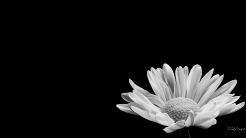 White Daisy Flower — Black, Minimalist, Photograph