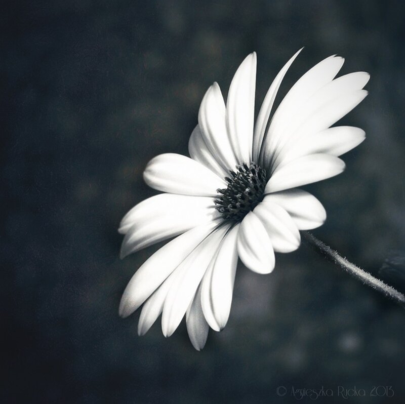 White Daisy Flower — Black, Serene