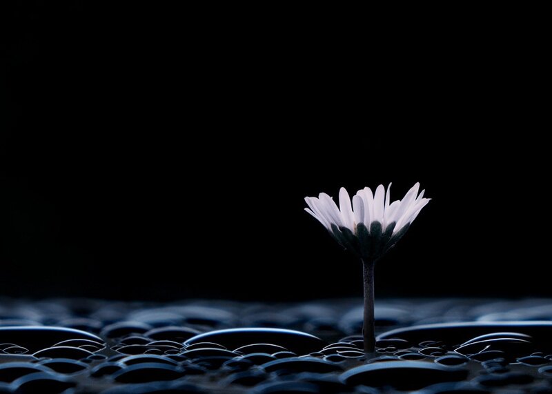 White Daisy Flower — Black