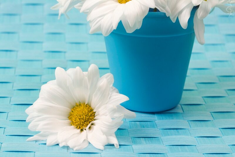 White Daisy Flower — Blue, Calm, Photograph