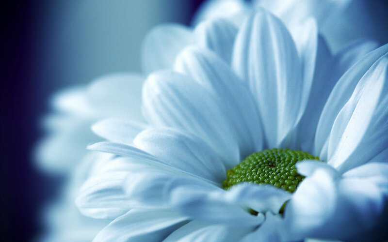 White Daisy Flower — Blue, Calm