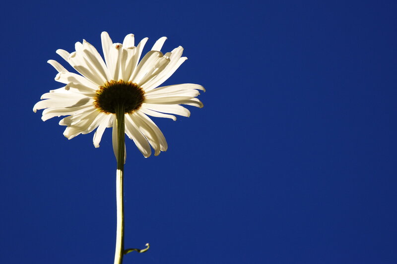 White Daisy Flower — Blue, Serene, Afternoon, Photograph, Stem, Sky, Yellow