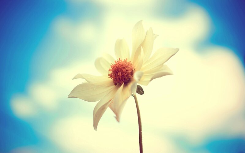 White Daisy Flower — Blue, Serene, Afternoon, Photograph, Stem