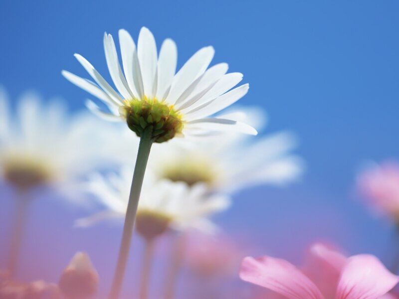 White Daisy Flower — Blue, Serene, Afternoon