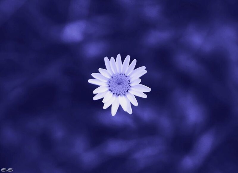 White Daisy Flower — Blue, Serene, Photograph, Blurry Background