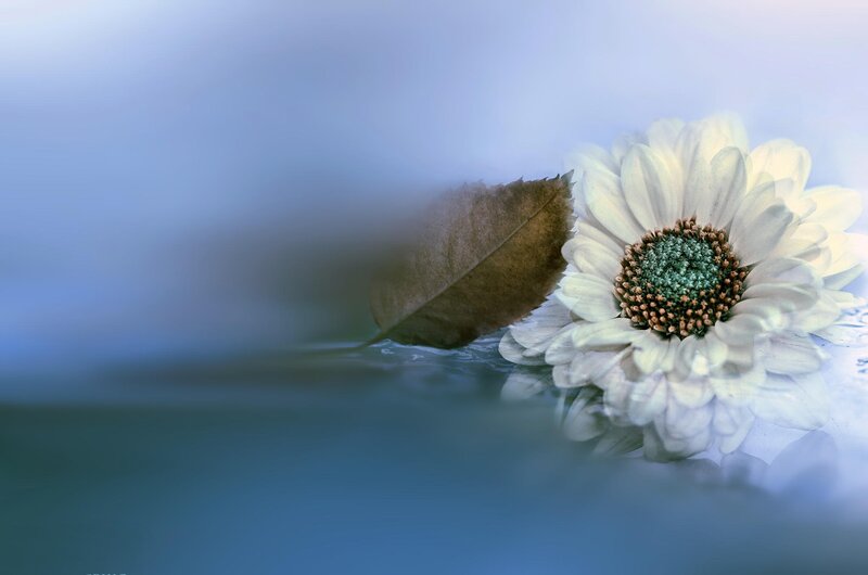 White Daisy Flower — Blue, Serene, Photograph, Leaf