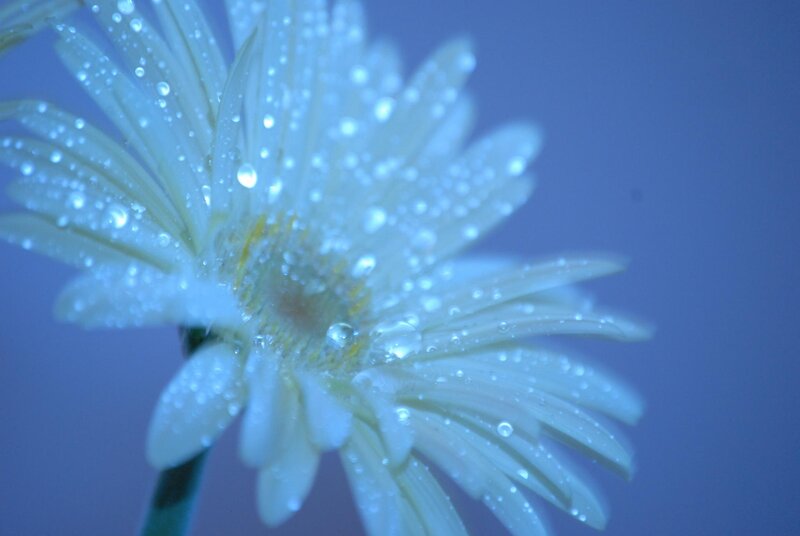 White Daisy Flower — Blue, Serene, Photograph, Petals
