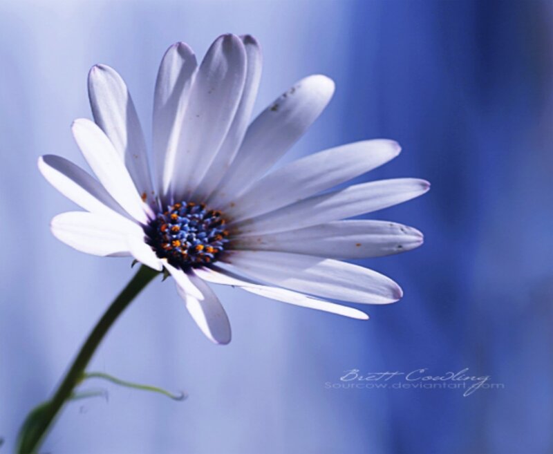 White Daisy Flower — Blue, Serene, Photograph, Stem, Blue Background