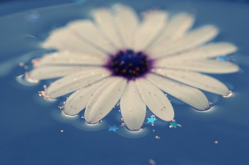 White Daisy Flower — Blue, Serene, Photograph, Water