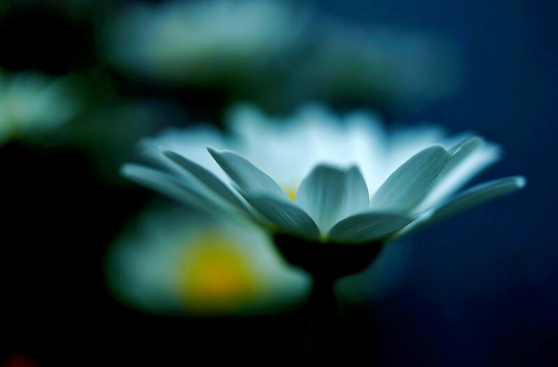 White Daisy Flower — Blue, Serene