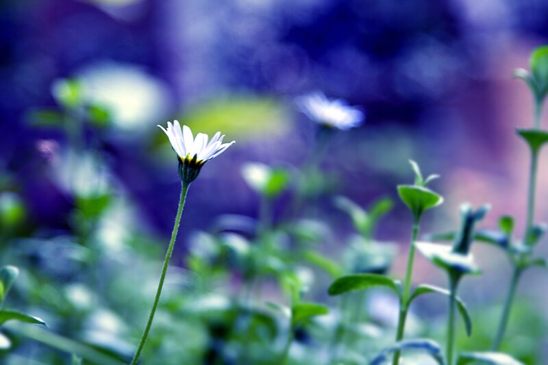 White Daisy Flower — Blue