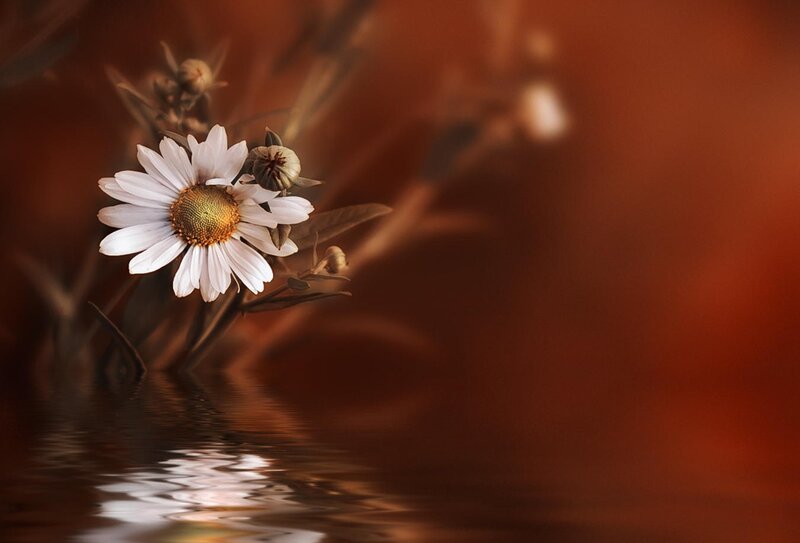 White Daisy Flower — Brown