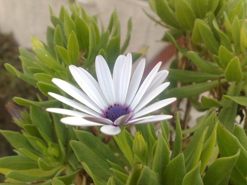 White Daisy Flower — Calm, Afternoon, Photograph, Green Leaves