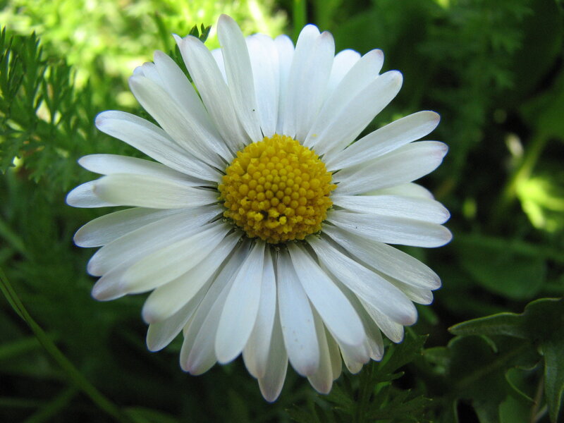 White Daisy Flower — Calm, Afternoon, Photograph, Green Leaves, Yellow Center