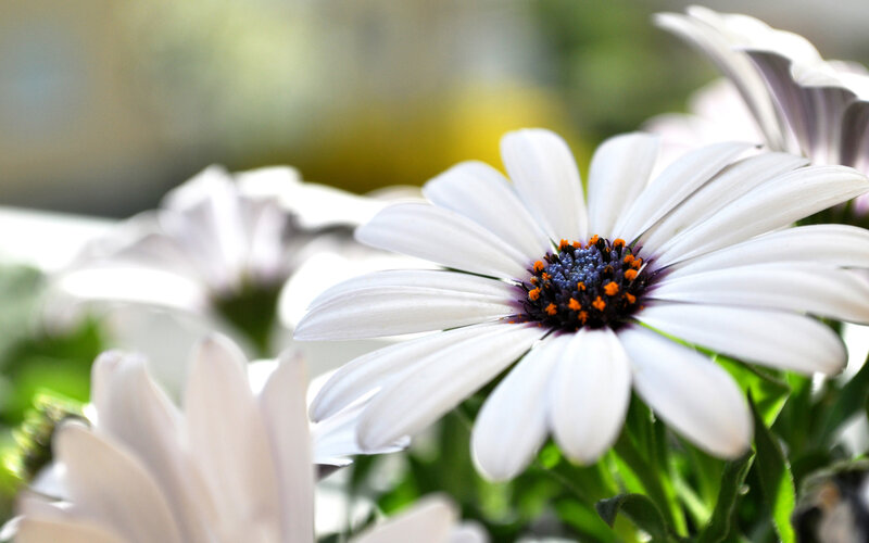 White Daisy Flower — Calm, Afternoon, Photograph
