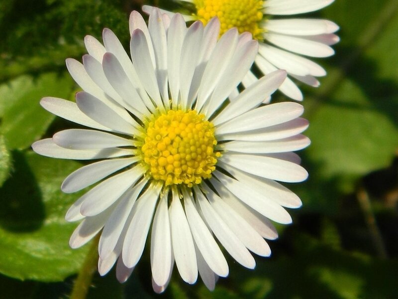 White Daisy Flower — Calm, Afternoon, Photograph, Yellow Center, Green Leaves