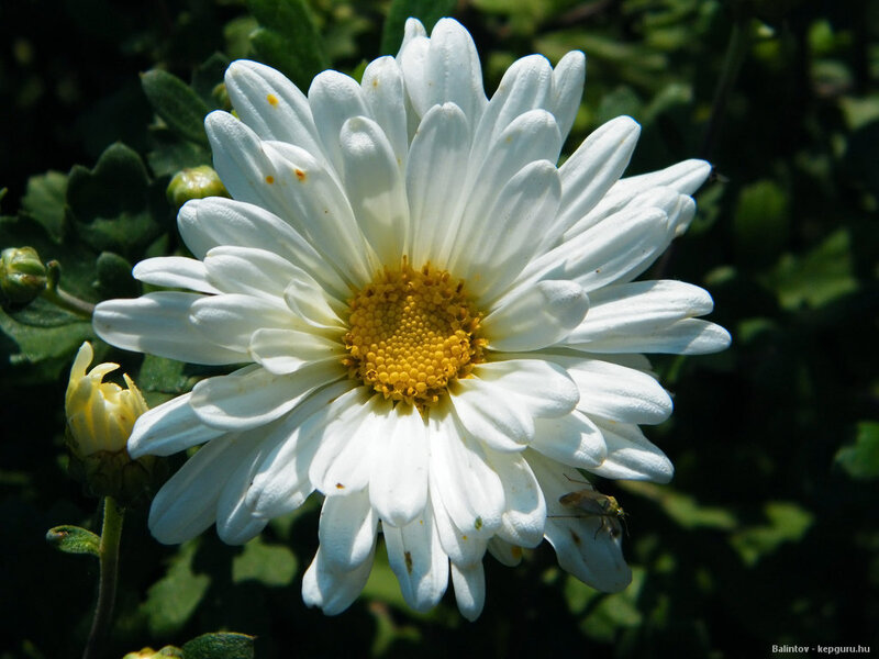 White Daisy Flower — Calm, Afternoon, Photograph, Yellow Center