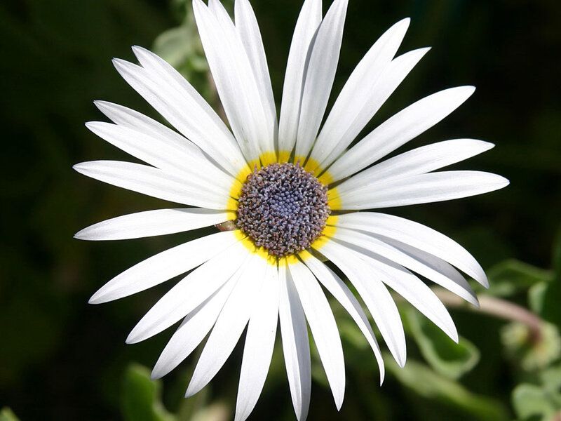 White Daisy Flower — Calm, Afternoon