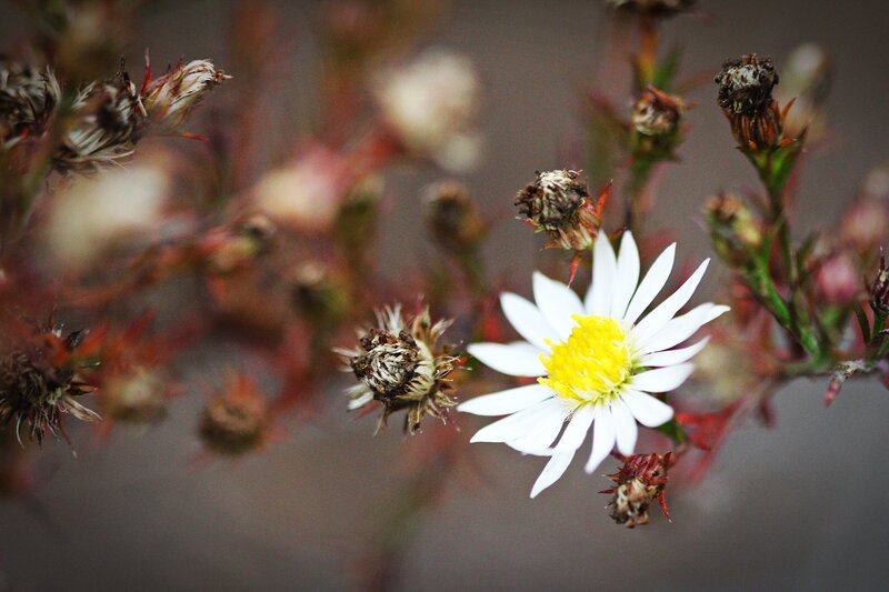 White Daisy Flower — Calm, Autumn