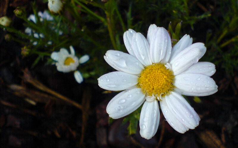 White Daisy Flower — Calm, Morning