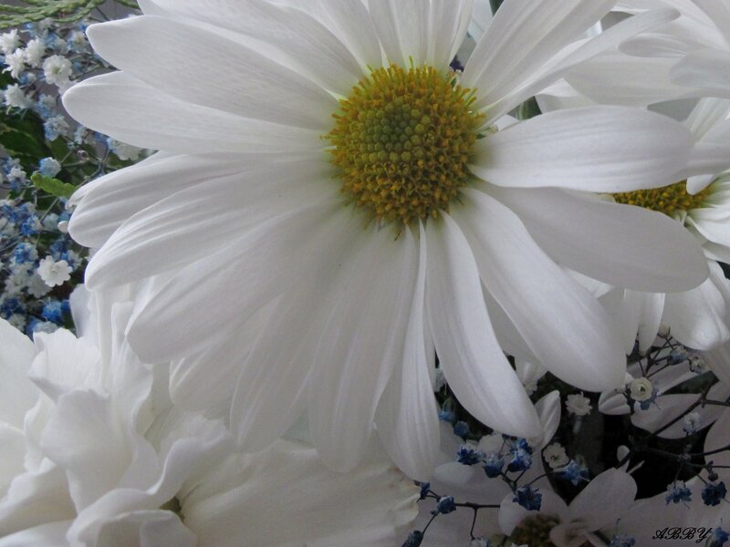 White Daisy Flower — Calm, Photograph, Baby's Breath