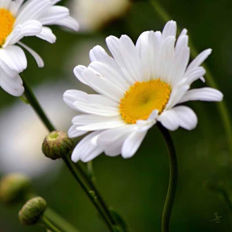 White Daisy Flower — Calm, Photograph, Bud