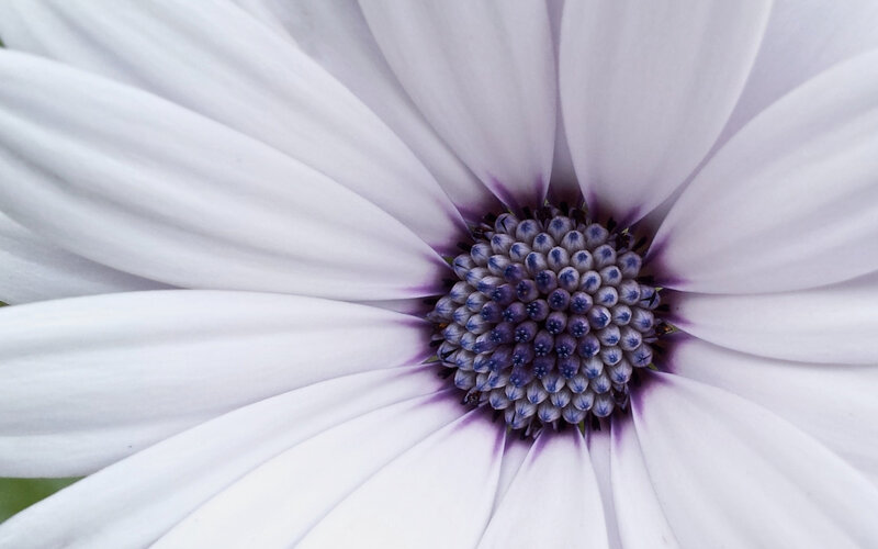 White Daisy Flower — Calm, Photograph, Center
