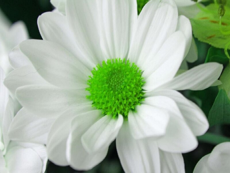 White Daisy Flower — Calm, Photograph, Green Center