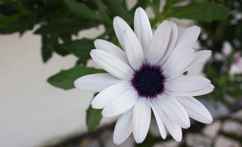 White Daisy Flower — Calm, Photograph, Green Leaves, Purple Center, Purple