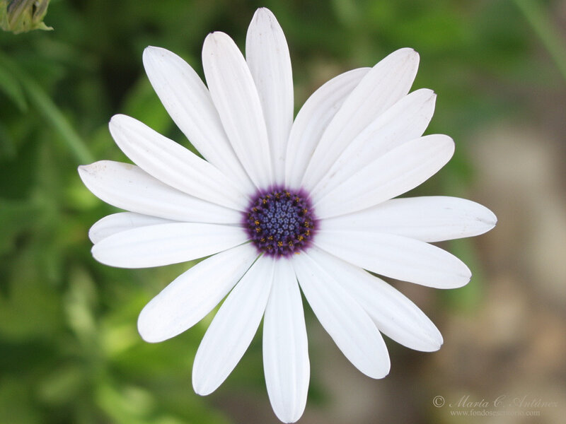 White Daisy Flower — Calm, Photograph, Green Leaves, Purple Center