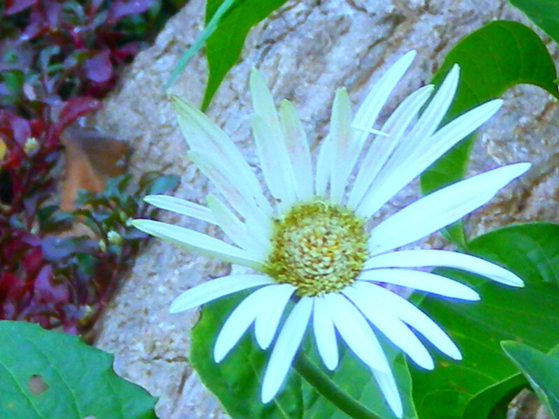 White Daisy Flower — Calm, Photograph, Green Leaves