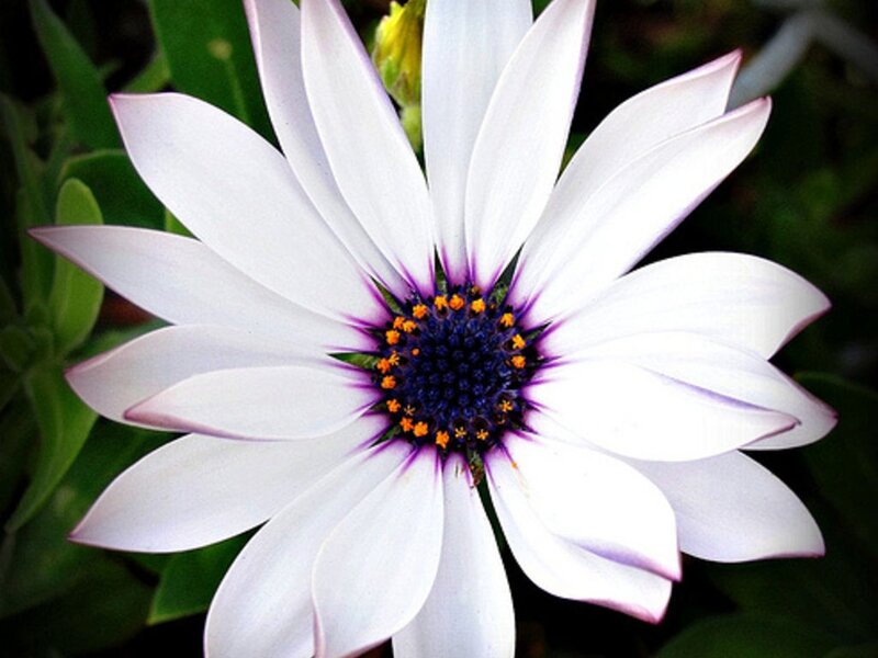 White Daisy Flower — Calm, Photograph, Green Leaves, Yellow Bud