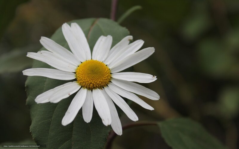 White Daisy Flower — Calm, Photograph, Leaf