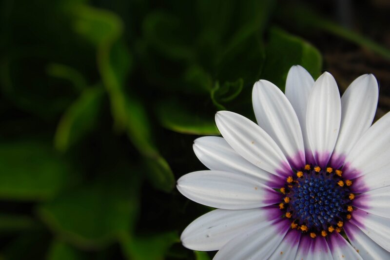 White Daisy Flower — Calm, Photograph, Petals, Center, Leaves