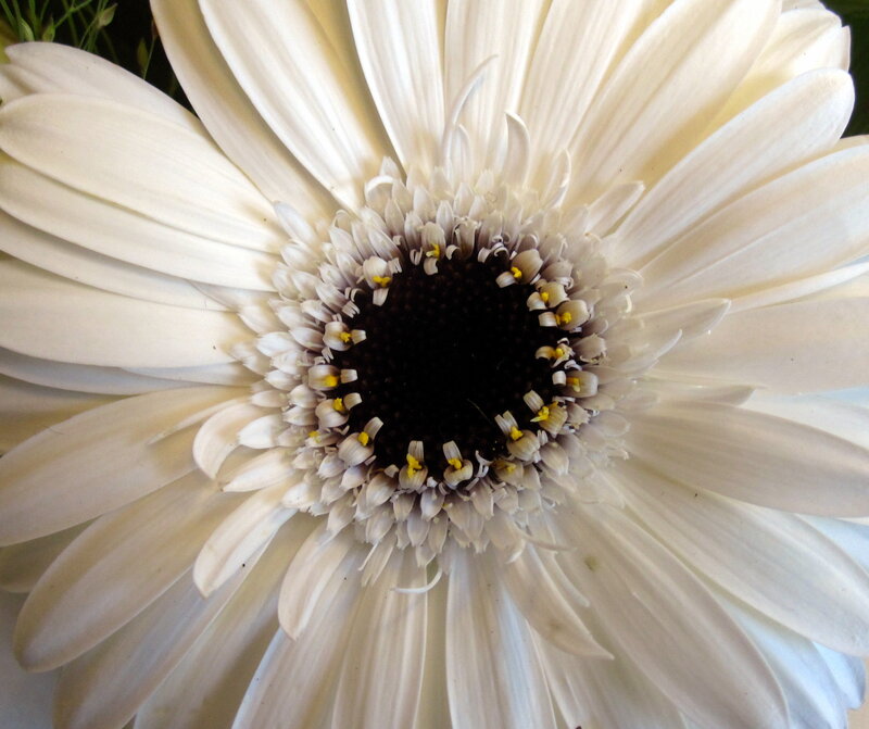 White Daisy Flower — Calm, Photograph, Petals, Center, Stamen
