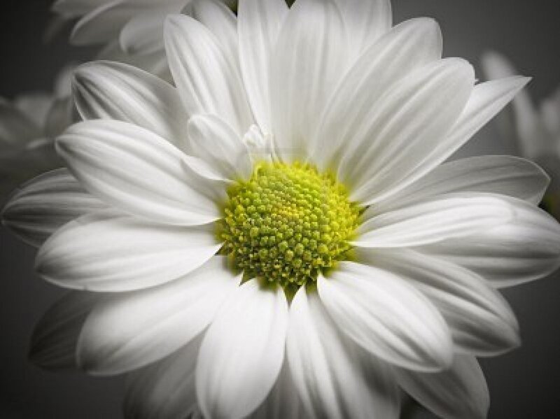 White Daisy Flower — Calm, Photograph, Petals, Center