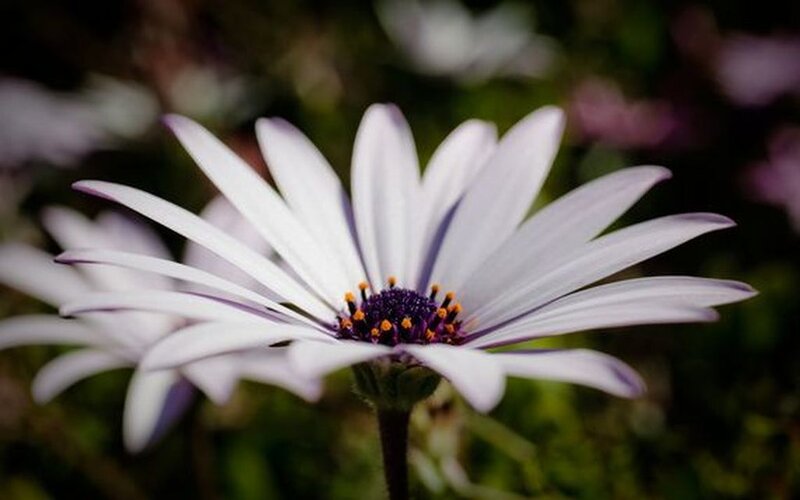 White Daisy Flower — Calm, Photograph, Petals