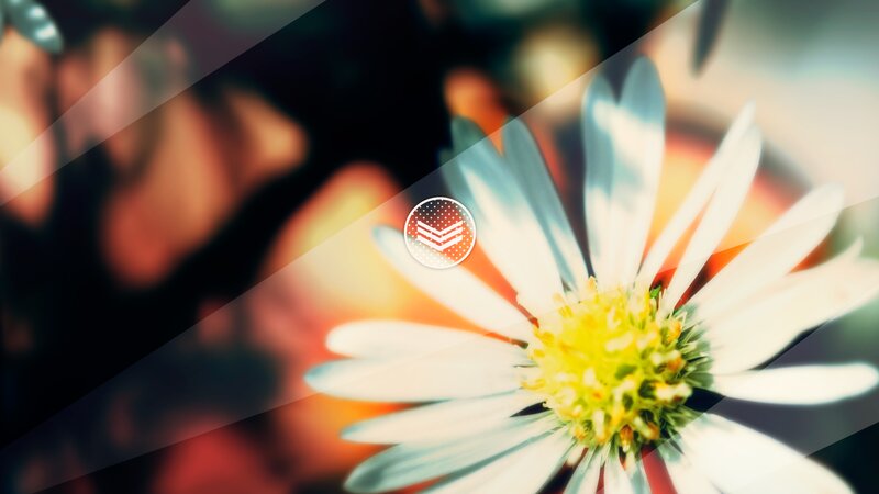 White Daisy Flower — Calm, Photograph, Petals, Yellow Center