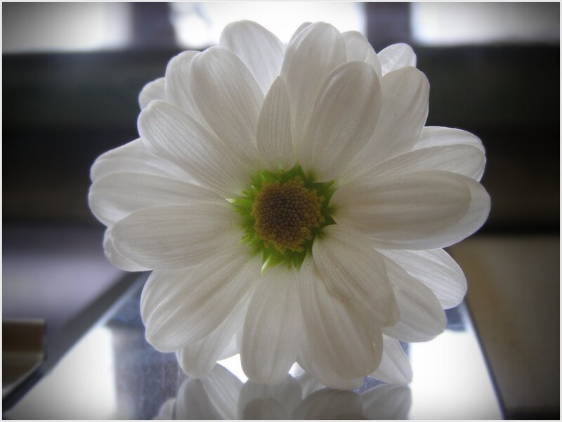 White Daisy Flower — Calm, Photograph, Reflection
