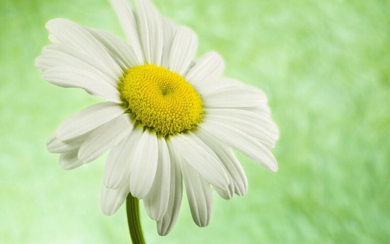 White Daisy Flower — Calm, Photograph, Stem, Green Background