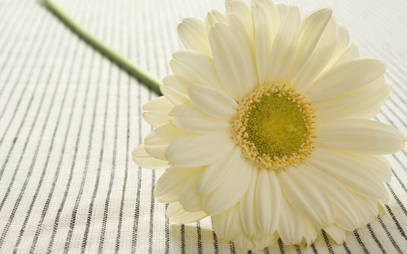 White Daisy Flower — Calm, Photograph, Stem, Striped Fabric