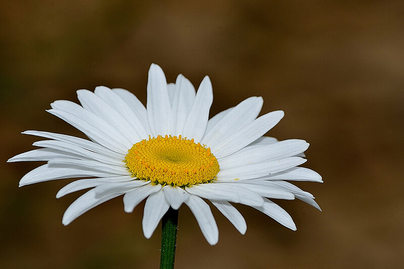 White Daisy Flower — Calm, Photograph, Stem
