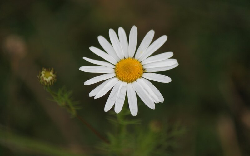 White Daisy Flower — Calm, Photograph