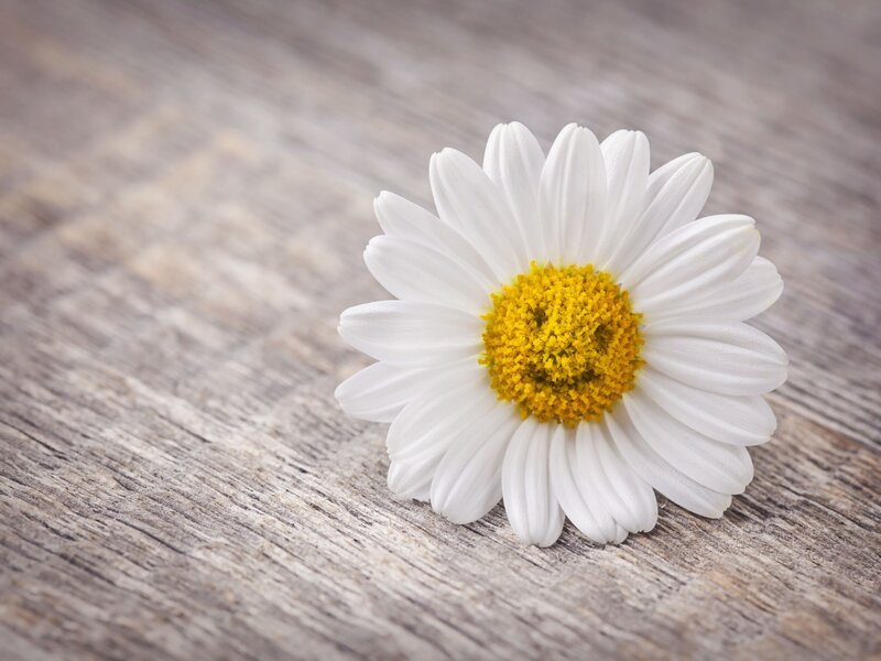 White Daisy Flower — Calm, Photograph, Wood Surface
