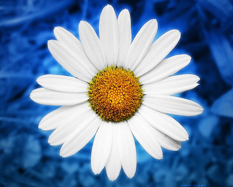 White Daisy Flower — Calm, Photograph, Yellow Center, Blue Background, Yellow