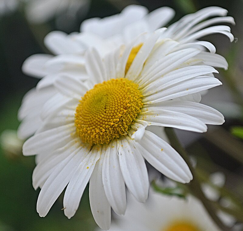 White Daisy Flower — Calm, Photograph, Yellow Center, Green Stem, Blurry Background