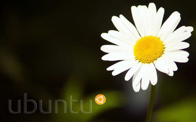 White Daisy Flower — Calm, Photograph, Yellow Center, Green Stem