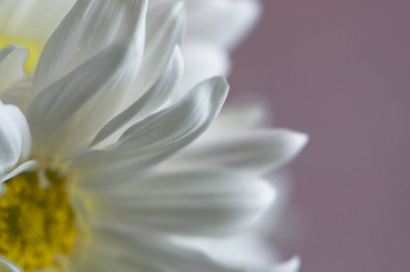 White Daisy Flower — Calm, Photograph, Yellow Center, Purple Background