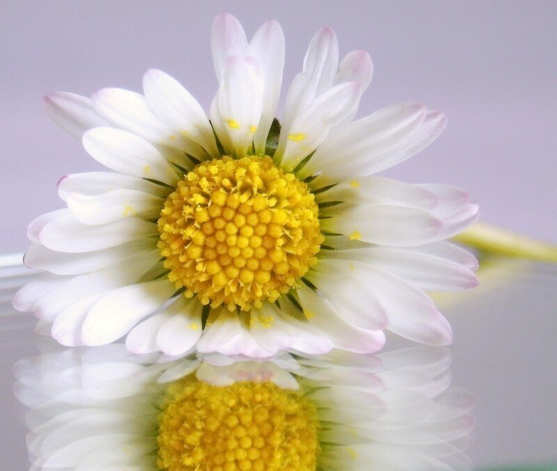 White Daisy Flower — Calm, Photograph, Yellow Center, Reflection